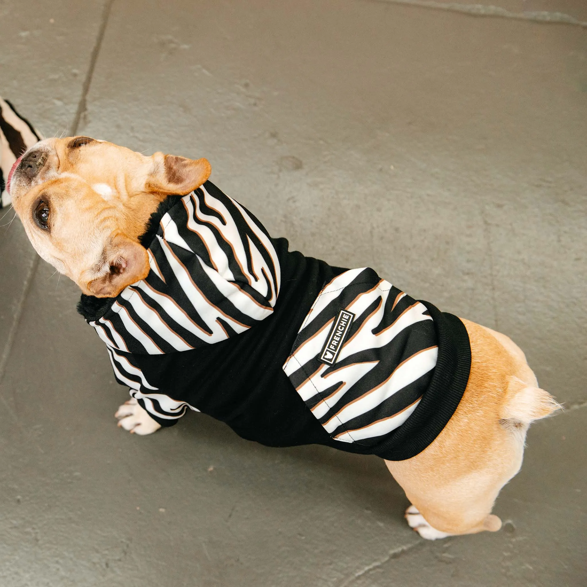 Frenchie Dog Hoodie - Zebra