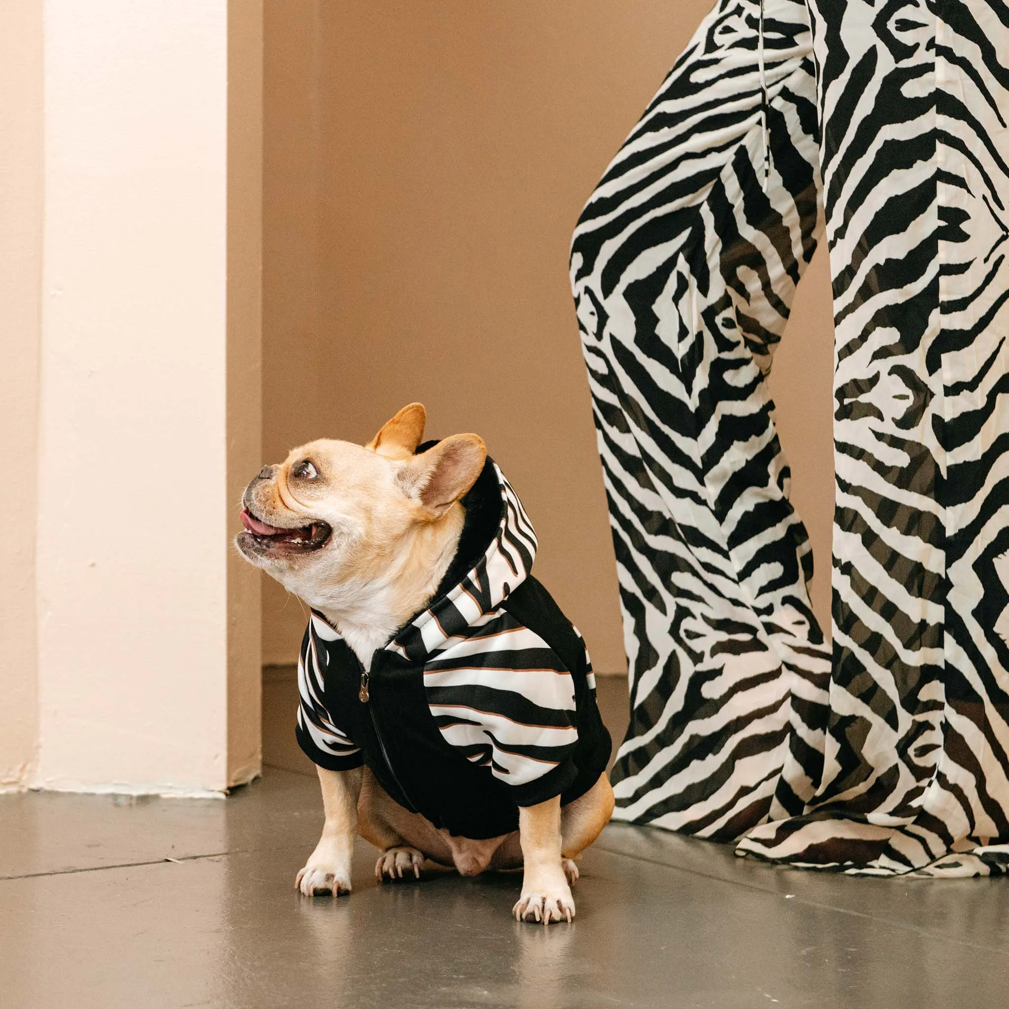 Frenchie Dog Hoodie - Zebra